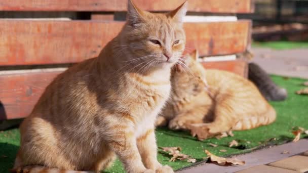 Dwóch bezdomnych znudzonych, śpiących rudych kotów odpoczywa na zielonym trawniku. 4K. Zamknij się. — Wideo stockowe