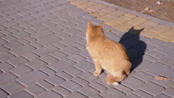 A Homeless Ginger Cat Sits on Paving Slabs, Basking in the Sun. 4K. Slow motion — Stock Video