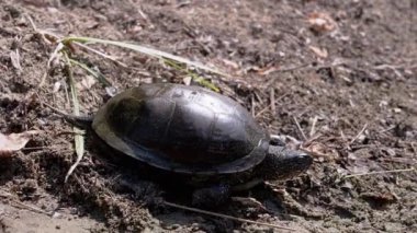 Avrupa Gölet Kaplumbağası Islak, Kirli Kum, Nehrin Altında Dalış