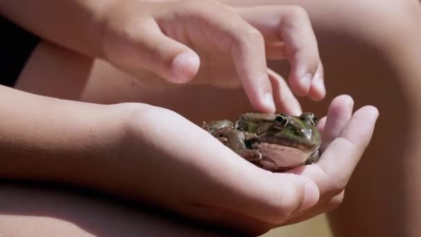 Child Fingers Stroke a Green Frog in Hand, in Beam Sunlight on Beach. 4K — Stockvideo