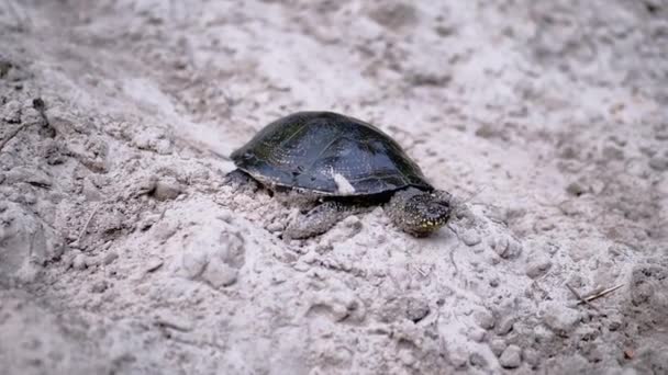 Die Europäische Teichschildkröte sitzt auf nassem, schmutzigem Sand. Zeitlupe — Stockvideo