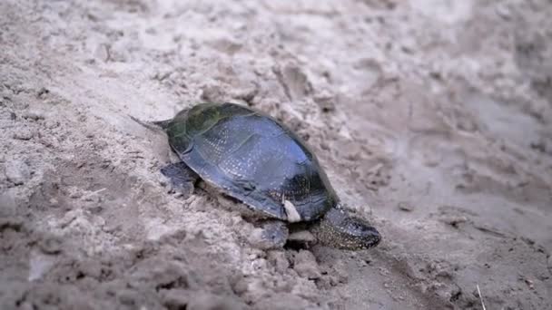 European River Turtle Kryper förbi Wet Sand till vattnet. Närbild. Långsamma rörelser — Stockvideo