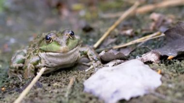 Büyük Yeşil Benekli Reed Kurbağası Islak Kum Bekleme Avında Oturuyor. 4 bin. Kapat.