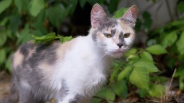 Yeşil Yeşillikte Doğada Yürüyen Evsiz Vahşi Kedi. 4 bin. Yavaş çekim