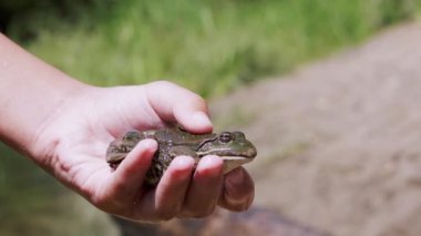 Çocuk Elleri, Sandy Riverbank 'in Arkaplanına Karşı Yeşil Kurbağa Tutar