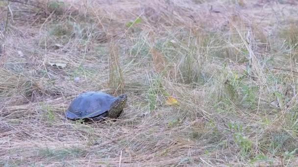 European River Turtle Sits by Dry Grass in Forest. Zooma in. Närbild. Långsamma rörelser — Stockvideo