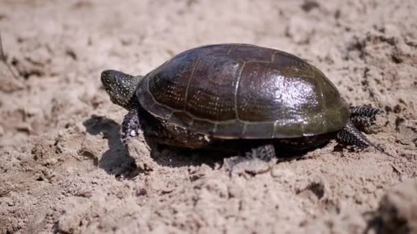 European River Turtle Crawls by Wet Sand on Beach (em inglês). Fecha. Movimento lento — Vídeo de Stock