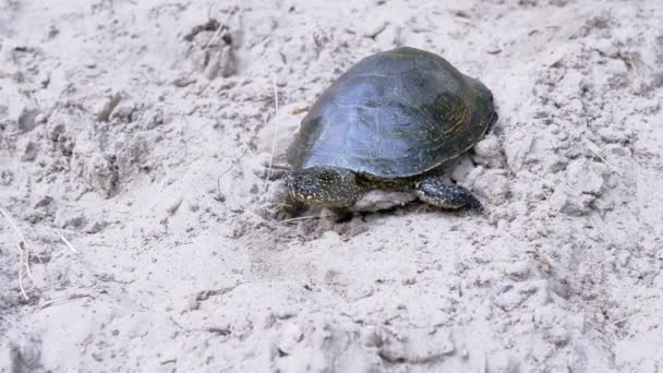 European River Turtle Kryper förbi Wet Sand till vattnet. 4K. Långsamma rörelser — Stockvideo