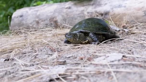 European River Turtle Crawling by Dry Grass, by Sand in Forest. 4K. Zamknij się. — Wideo stockowe