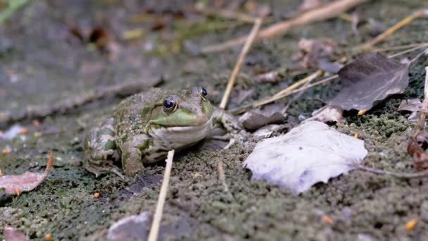 Big Green Spotted Reed Toad se sienta en la arena húmeda de una presa que espera. 4K. De cerca. — Vídeo de stock