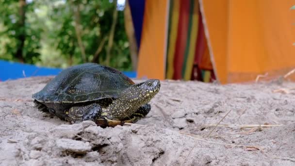 Curiosa tortuga europea del río se sienta en la arena húmeda sucia cerca de la tienda de campaña turística. Zoom: — Vídeo de stock