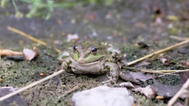 Büyük Yeşil Benekli Reed Kurbağası Islak Kum Bekleme Avında Oturuyor. 4 bin. Kapat.