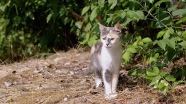 Yeşil Yeşillikte Doğada Yürüyen Yorgun Evsiz Üç Renkli Vahşi Kedi. Kapat.