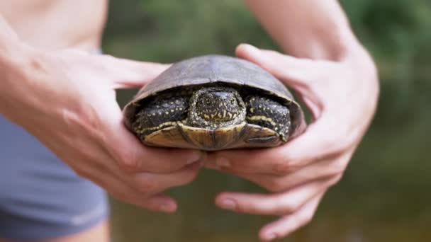 Männchen steht am Fluss und hält eine Teichschildkröte in den Händen. 4K. Nahaufnahme — Stockvideo