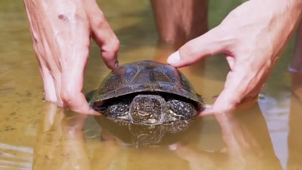 Αρσενικά χέρια κατέχουν αλιεύονται Pond Turtle στον ποταμό, στην επιφάνεια του νερού. Εστίαση — Αρχείο Βίντεο