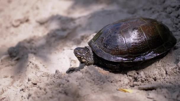 Żółw europejski siedzi na mokrym, brudnym piasku w cieniu, na promieniach słonecznych — Wideo stockowe