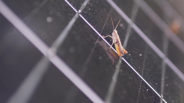 Small Grasshopper Sits on a Solar Panel Cell in the Forest. Zoom. Slow motion — Stock Video