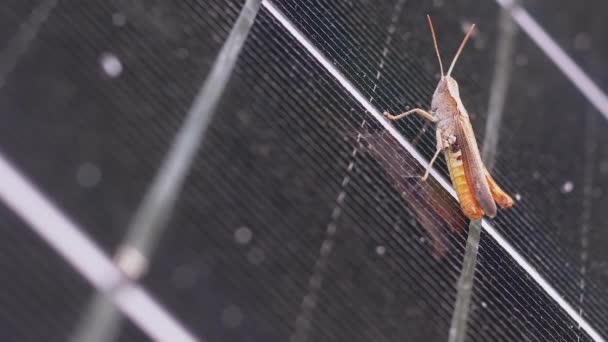 Små gräshoppor sitter på en solcellspanel i skogen. Zooma in. Långsamma rörelser — Stockvideo
