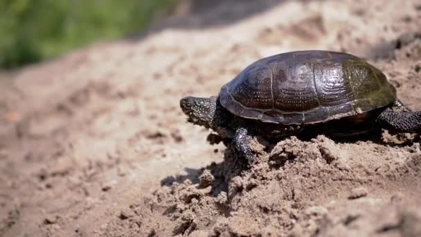 Европейская речная черепаха ползает по мокрому пляжу. Закрывай. Медленное движение — стоковое видео
