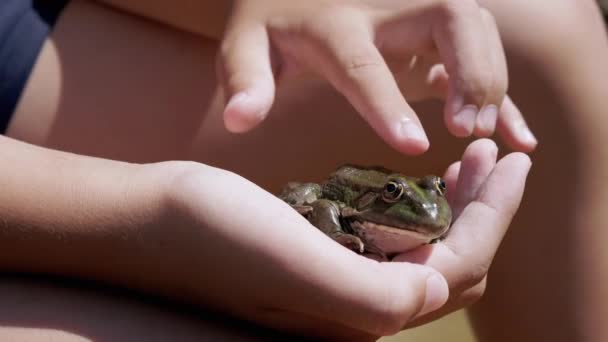 Детские пальчики гладят зеленую лягушку в руке, в лучевом солнечном свете на пляже. 4K — стоковое видео
