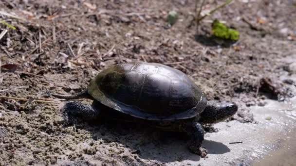 European Pond Turtle Crawling by Wet, Dirty Sand, Mergulho subaquático no rio — Vídeo de Stock