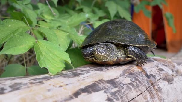 Ciekawy europejski żółw rzeczny siedzi na suchym logu w pobliżu namiotu turystycznego w lesie. 4K — Wideo stockowe