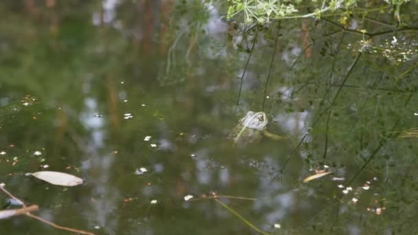 Sapo de caña moteado verde nadando en un pantano, algas, cisne, barro. Vista trasera — Vídeo de stock