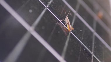 Küçük Çekirge Ormandaki Güneş Paneli Hücresinde Oturuyor. 4 bin. Yavaş çekim