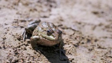 Büyük Yeşil Benekli Reed Kurbağası Islak Kum 'da Avlanmayı Bekliyor. 4 bin. Yavaş çekim