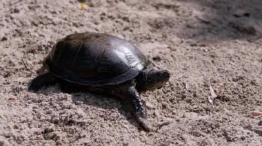 Avrupa Yeşil Nehir Kaplumbağası Sahilde Islak Kum Tarlasından Sürünüyor. Kapatın. Yavaş çekim