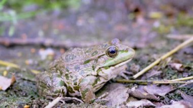 Büyük Yeşil Benekli Kurbağa Islak Kum 'da Avlanmayı Bekliyor. 4 bin. Kapat.