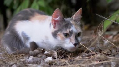 Yorgun Evsiz Üç Renkli Vahşi Kedi Yeşil Yeşillikte Kuru Çimlerde Oturuyor. Yavaş çekim