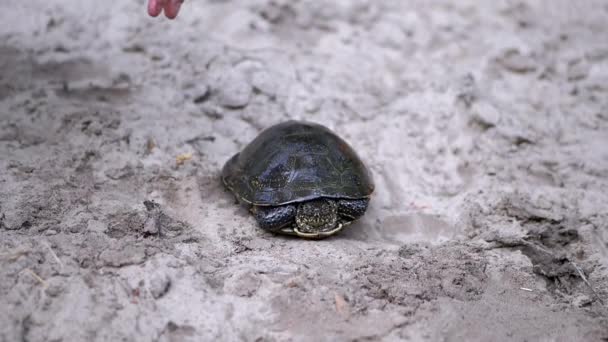 Manliga händer släpper en fångad damm sköldpadda till frihet på den våta sanden. — Stockvideo