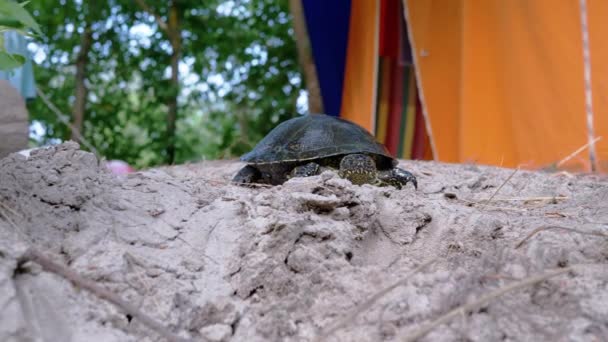 European River Turtle Kryper förbi Wet Sand nära turisttältet. 4K. Närbild — Stockvideo