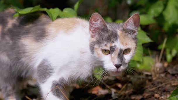 Obdachlose Tricolor Wildkatze, die in der Natur in grünem Laub wandelt. 4K. Zeitlupe — Stockvideo