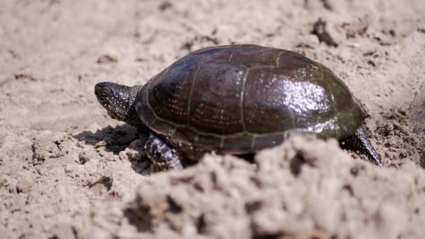 European River Turtle Crawls by Wet Sand on Beach. Sluit maar af. Langzame beweging — Stockvideo
