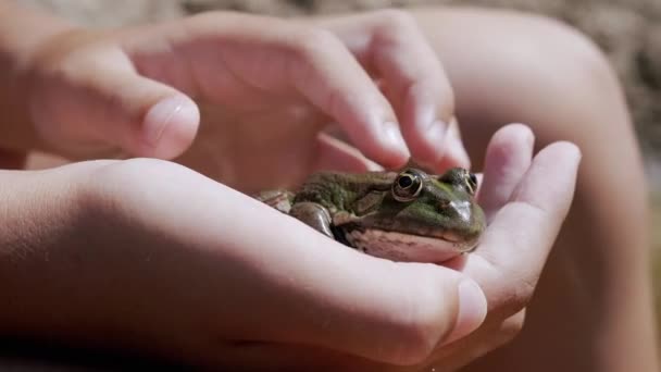 Child Fingers Stroke a Green Frog in Hand, in Beam Sunlight on Beach. 4K — Stockvideo