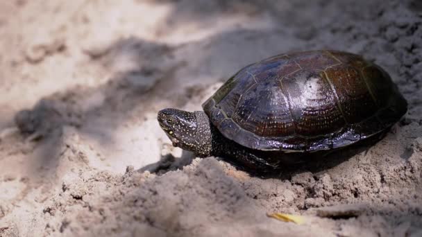 Europäische Teichschildkröte sitzt auf nassem, schmutzigem Sand im Schatten, auf Sonnenlicht — Stockvideo