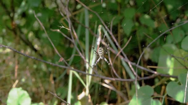 Паук-оса висит в паутине, ожидая добычу на размытом фоне листвы. 4K — стоковое видео