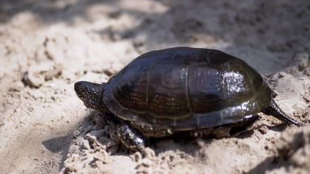 European River Turtle Crawls by Wet Sand on Beach. Aus nächster Nähe. Zeitlupe — Stockvideo