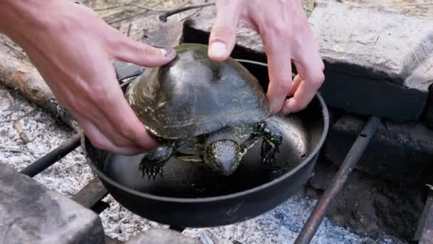 Male Hands Laying a Pond Turtle in a Frying Pan on Grate by an Extinguished Fire — Stock Video