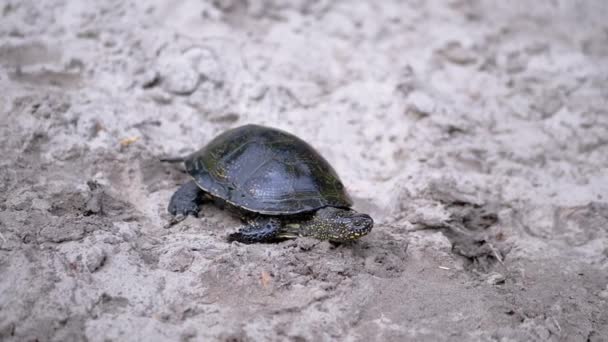 유럽의 강 거북 은물에 모래를 던지며 기어다니고 있다. 닫아. 느린 동작 — 비디오