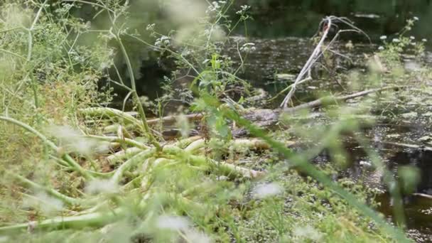 Overgrown, Ανθοφόρος βάλτος, ένας ποταμός με πράσινα υδρόβια φυτά λιβαδιών, καλάμια — Αρχείο Βίντεο