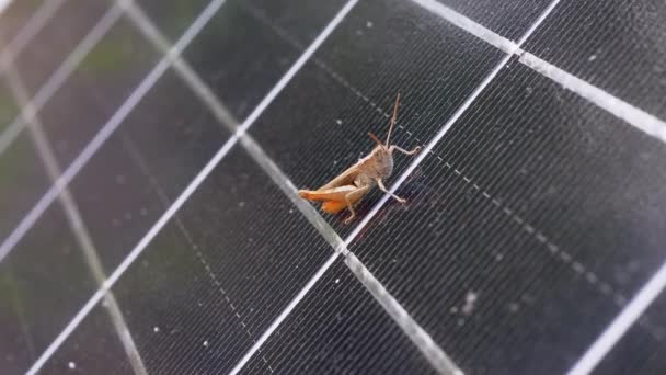 Gafanhoto pequeno senta-se em uma célula do painel solar na floresta. Zoom. Movimento lento — Vídeo de Stock