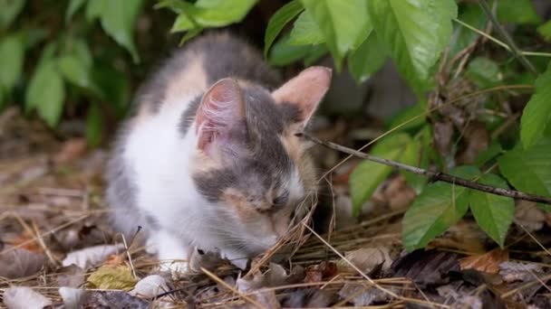 Cansado sem-teto Tricolor Wild Cat Senta-se em grama seca em folhagem verde. Movimento lento — Vídeo de Stock