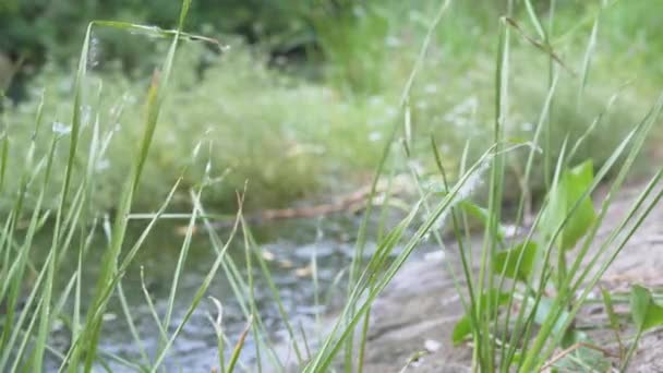 Jonge groene riet bedekt met pluis, spinnenwebben, groeien op een rustige rivieroever, meer — Stockvideo