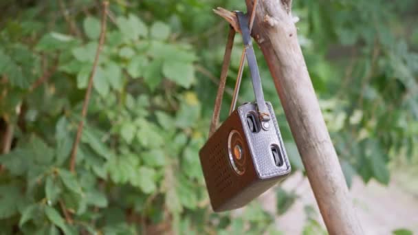 Gammal antik radio i ett läderfodral väger på en trädgrön gren på naturen. 4K — Stockvideo