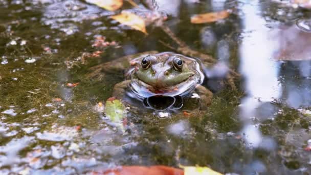 Зеленая пятнистая жаба Рид сидит на болоте, водорослях, утке, грязи, смотрит в камеру — стоковое видео