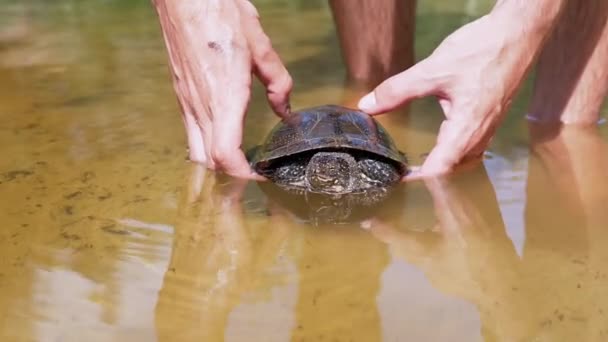 Manliga händer hålla fångad damm sköldpadda i floden, på ytan av vatten. 4K — Stockvideo