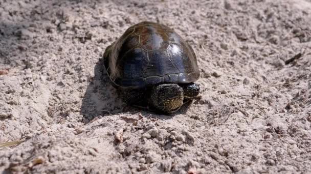 Die Europäische Teichschildkröte sitzt auf nassem, schmutzigem Sand. Zeitlupe — Stockvideo